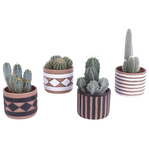 Cactus mix Ø12cm in Ø14cm Ceramic Pot Rustic Pattern