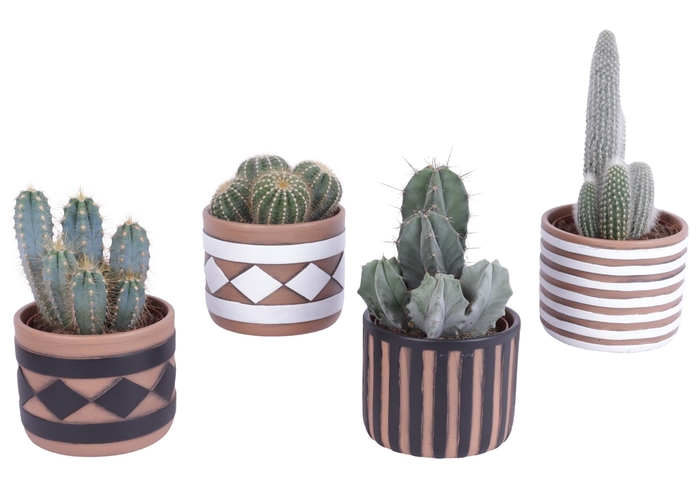 <h4>Cactus mix Ø12cm in Ø14cm Ceramic Pot Rustic Pattern</h4>