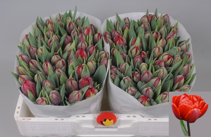 <h4>TU DU RED PRINCESS</h4>