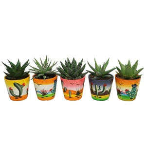 Aloe