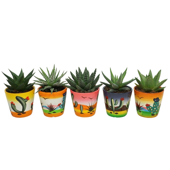 <h4>Aloe</h4>