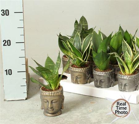 <h4>Sansev Trifascia Ov</h4>