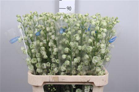 <h4>Delph Du Kissi White Kermit</h4>