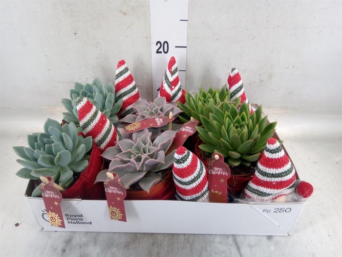 <h4>Echeveria   ...mix</h4>