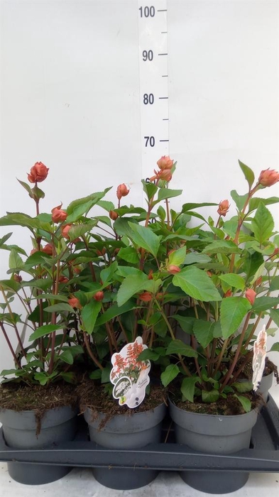 <h4>Salvia   ...</h4>