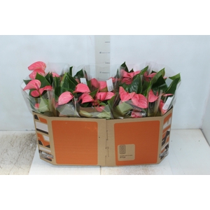 ANTHURIUM ROYAL PINK CHAMPION P12