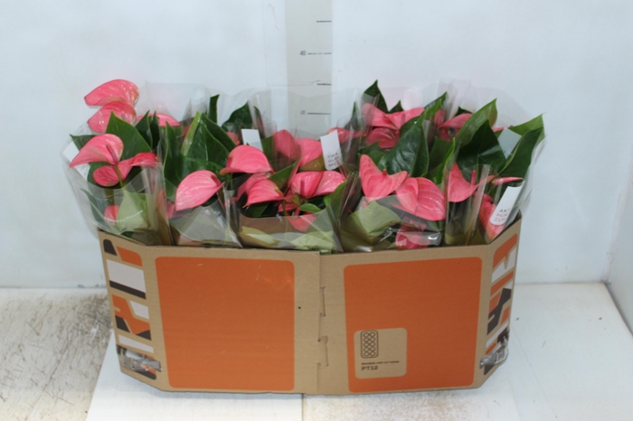 <h4>ANTHURIUM ROYAL PINK CHAMPION P12</h4>