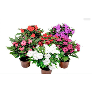 SUNPATIENS P11