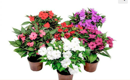 <h4>SUNPATIENS P11</h4>