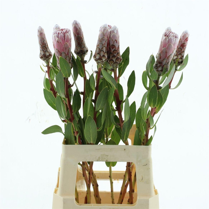 <h4>Protea Ivy</h4>