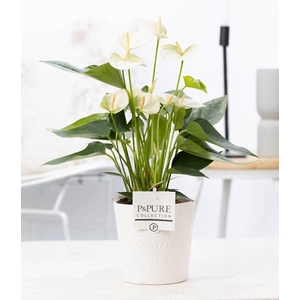Anthurium white (Elido) in P&PURE Juliette cer. white