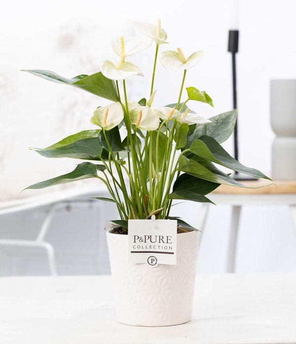 <h4>Anthurium white (Elido) in P&PURE Juliette cer. white</h4>