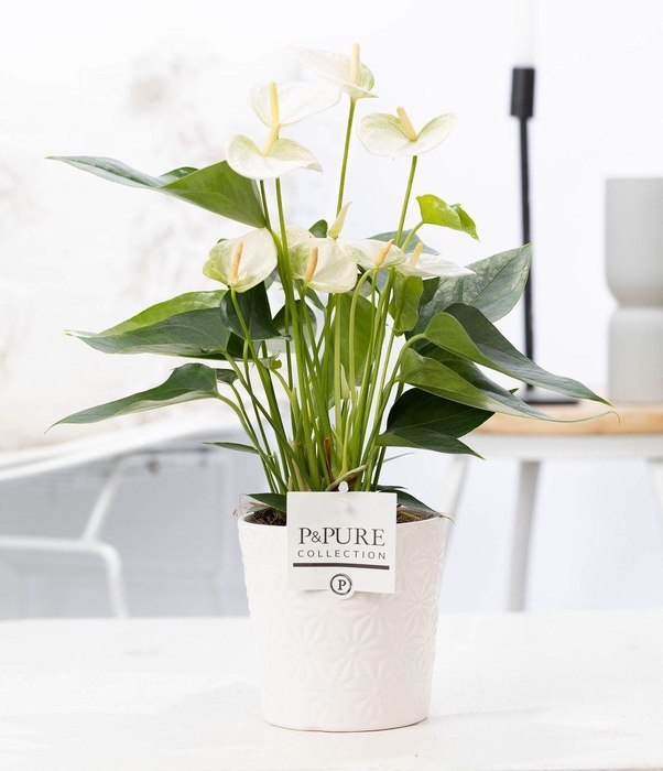 <h4>Anthurium white (Elido) in P&PURE Juliette cer. white</h4>