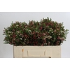 Chamelaucium My Sweet 16