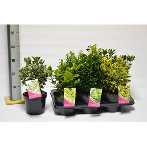 Euonymus   ...