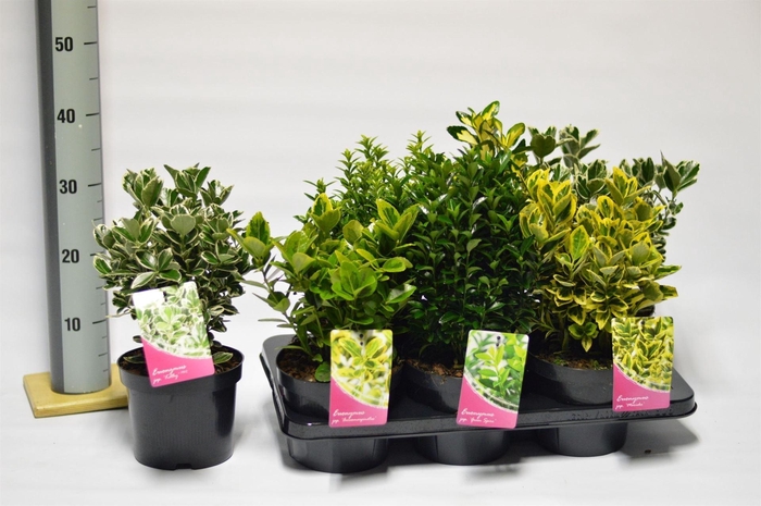 <h4>Euonymus   ...</h4>