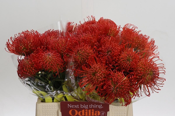 <h4>Nutans Succession</h4>