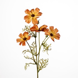 AF Cosmos x4 L60cm orange
