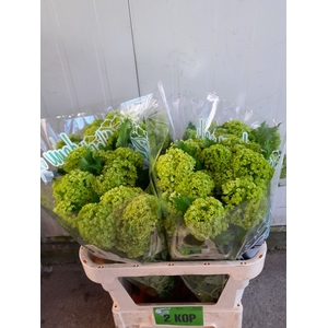 VIBURNUM ROSEUM ST