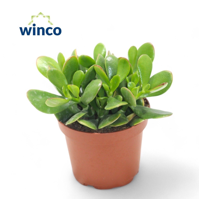 <h4>CRASS OVATA</h4>