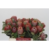 Banksia Coccinea