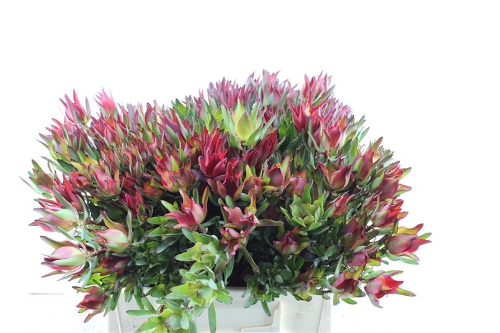 <h4>Leucad Sal Blush Xxl</h4>