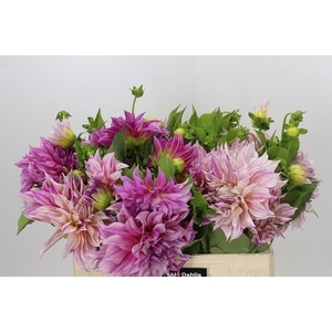 Dahlia Gemengd in fust