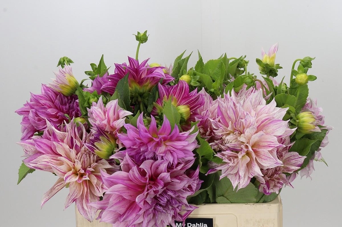 <h4>Dahlia Gemengd in fust</h4>