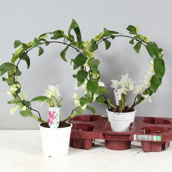 <h4>DENDR N SC APOLLON</h4>