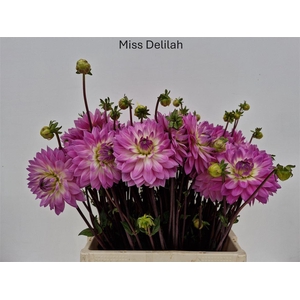 Dahl Miss Delilah
