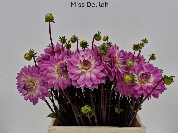 <h4>Dahl Miss Deliah</h4>