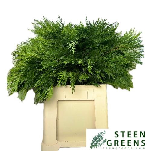 <h4>CONIFEREN SNIJGROEN</h4>