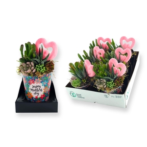 Arr.  Succulents L%