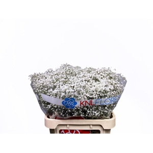 Gypsophila Xlence