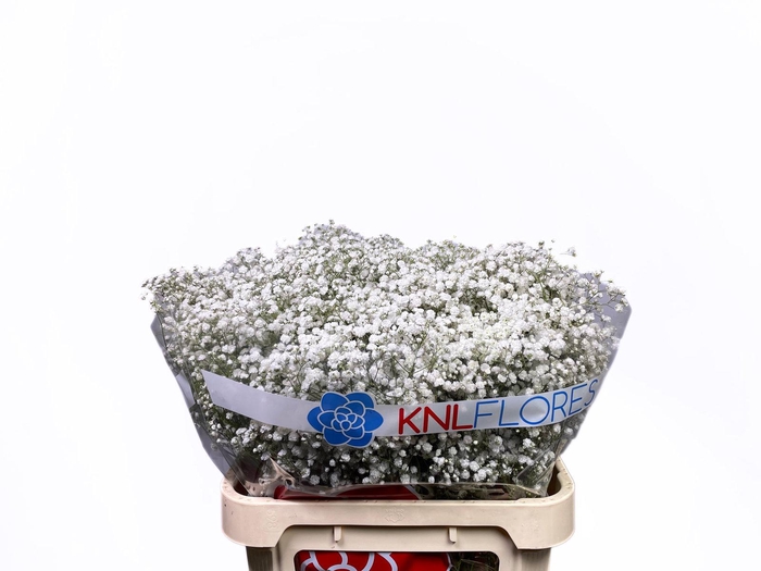 Gypsophila Xlence