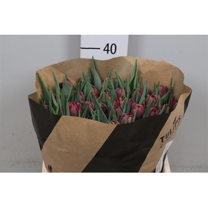 Tu Du Alison Bradley