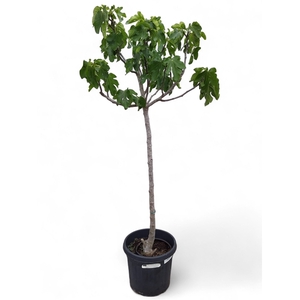 Ficus Carica (Vijgenboom) 45 cm