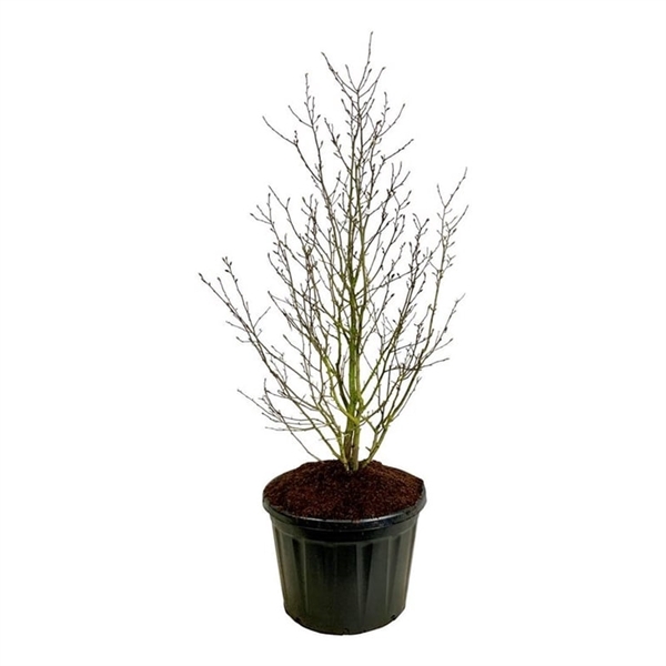 <h4>Magnolia loebneri 'Merrill'</h4>