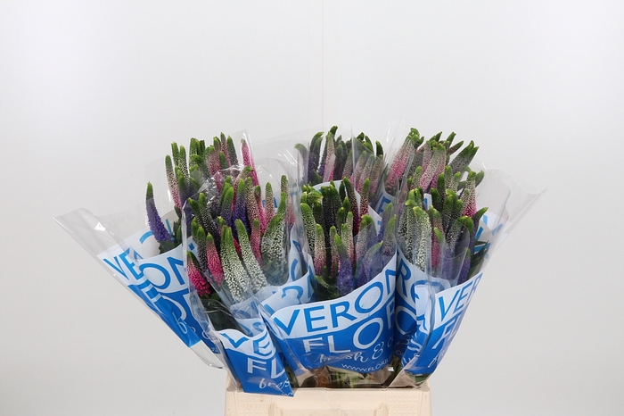 <h4>Veron Smart Col Gem</h4>