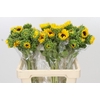 Helianthus Orange Fire