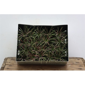 Tillandsia Ionantha Rood X20