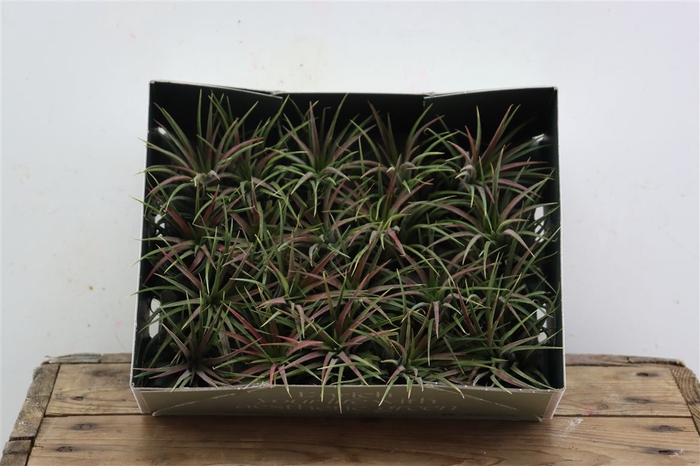 <h4>Tillandsia Ionantha Rood X20</h4>