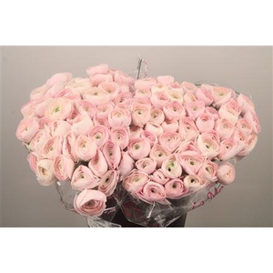 Ran. Su Hanoi Sec X50