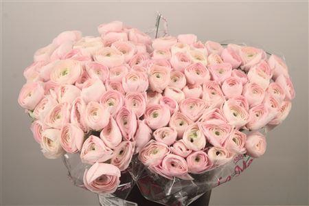 <h4>Ran. Su Hanoi Sec X50</h4>