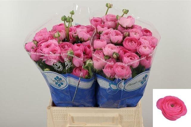 <h4>RAN SU CONFETTO</h4>