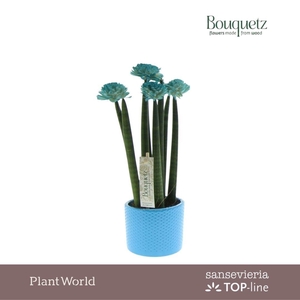 Sansevieria TOP-line Bouquetz Aqua in Dots keramiek