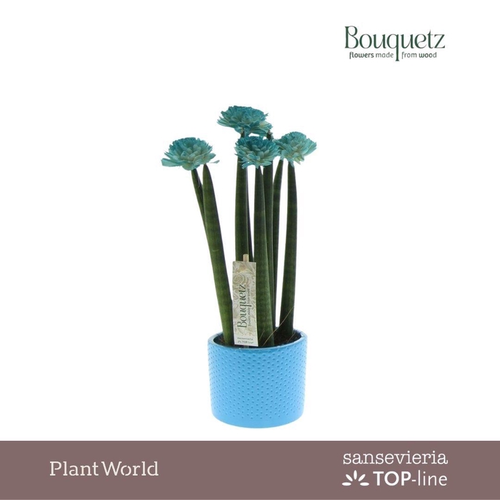 <h4>Sansevieria TOP-line Bouquetz Aqua in Dots keramiek</h4>