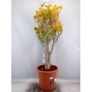 Crassula ovata 'Sunset'