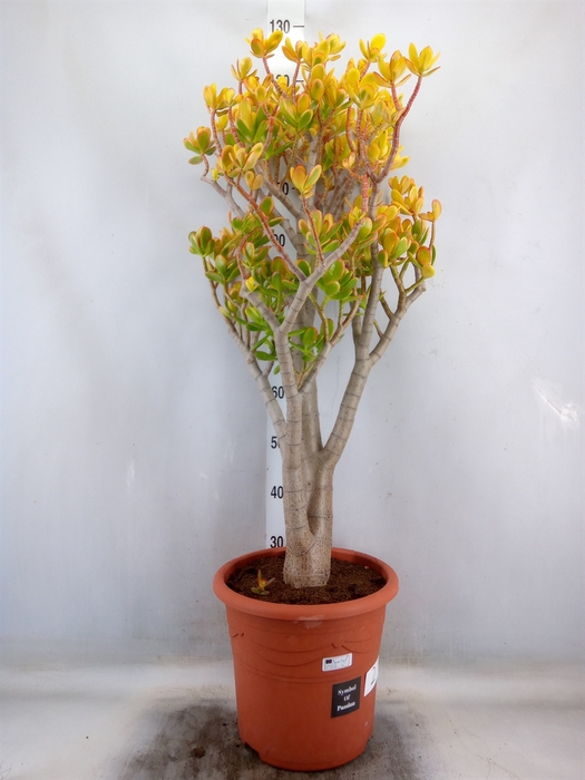 <h4>Crassula ovata 'Sunset'</h4>