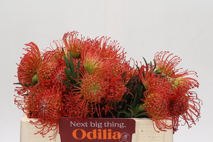 <h4>Nutans Succession</h4>